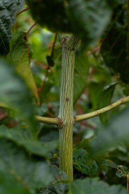 Slangenesdoorn Acer rufinerve struik Acer rufinerve struik