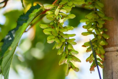 Slangenesdoorn Acer rufinerve struik Acer rufinerve struik