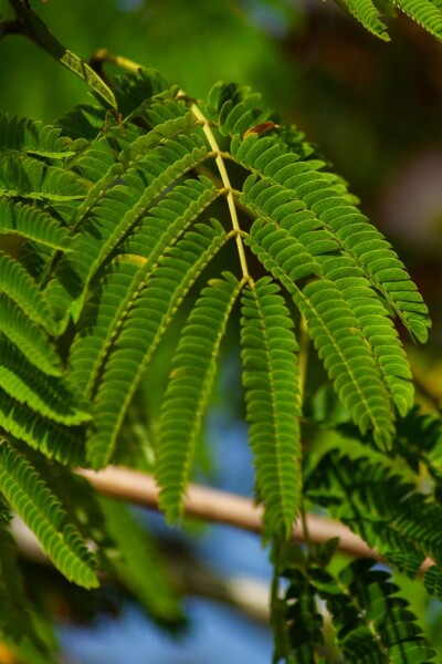Albizia julibrissin 'Ombrella' struik 40-60 cm