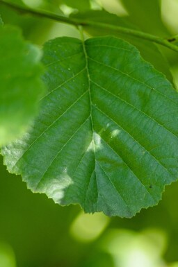 Gewone Els Alnus glutinosa struik Alnus glutinosa