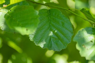 Gewone Els Alnus glutinosa struik Alnus glutinosa