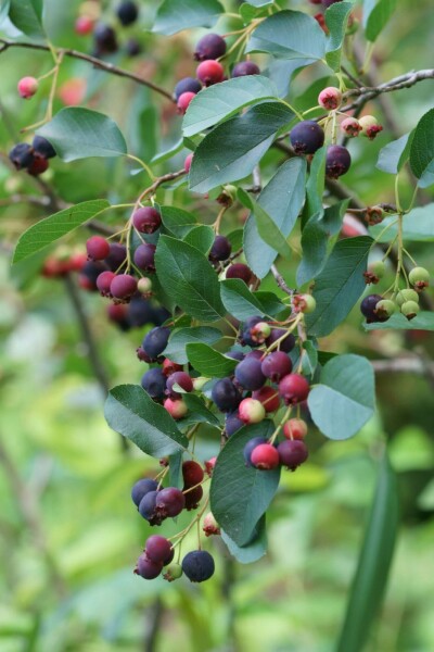 Krentenboompje Amelanchier canadensis struik Amelanchier canadensis struik