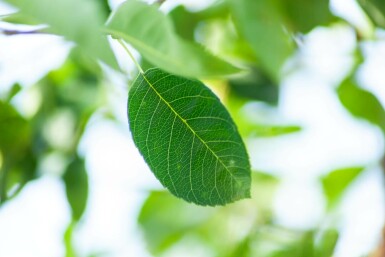 Krentenboompje Amelanchier laevis 'Ballerina' struik Amelanchier laevis 'Ballerina' struik