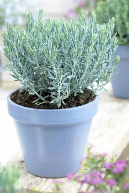 Lavendelhei Andromeda polifolia 'Blue Lagoon' struik Andromeda polifolia 'Blue Lagoon' struik