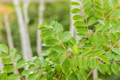 Aralia elata