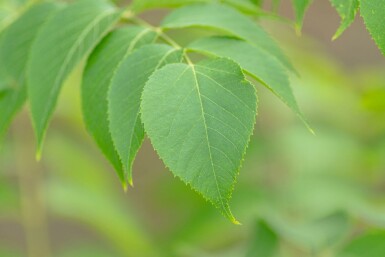 Aralia elata