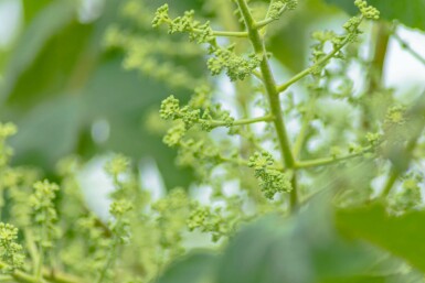 Aralia elata