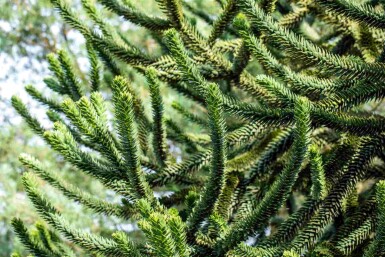 Araucaria araucana