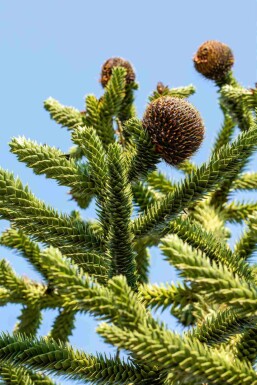 Araucaria araucana