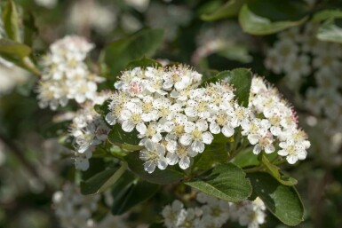 Aronia prunifolia 'Viking' struik 125-150 cm