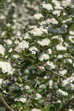 Aronia prunifolia 'Viking' struik 125-150 cm