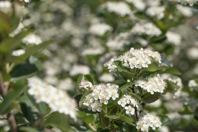 Aronia prunifolia 'Viking' struik 125-150 cm