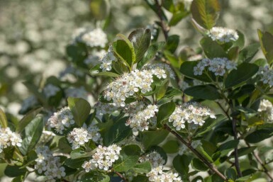 Aronia prunifolia 'Viking' struik 125-150 cm