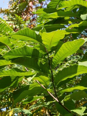 Pawpaw Asimina triloba struik Asimina triloba struik