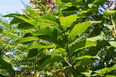 Pawpaw Asimina triloba struik Asimina triloba struik