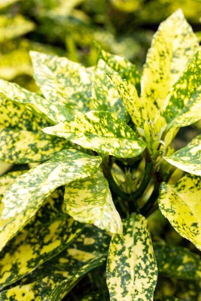Aucuba japonica 'Crotonifolia' C2 30-40