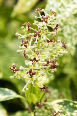 Aucuba japonica 'Crotonifolia' C2 30-40