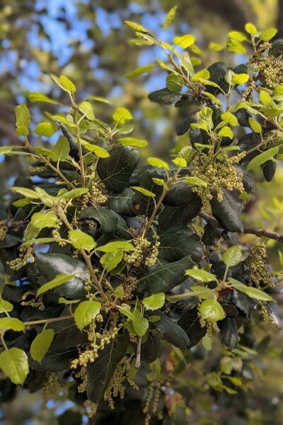 Schijnhulst Azara microphylla struik Azara microphylla struik