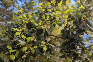 Schijnhulst Azara microphylla struik Azara microphylla struik