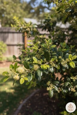 Azara microphylla struik 40-45 cm