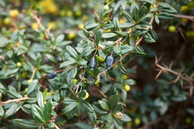 Zuurbes Berberis candidula struik Berberis candidula struik