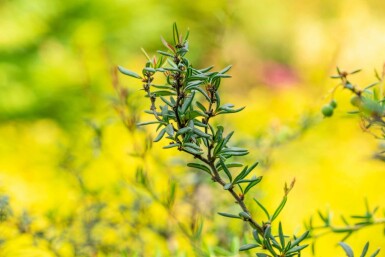 Zuurbes Berberis stenophylla struik Berberis stenophylla struik