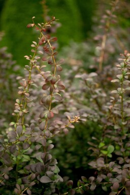 Zuurbes Berberis thunbergii struik Berberis thunbergii struik
