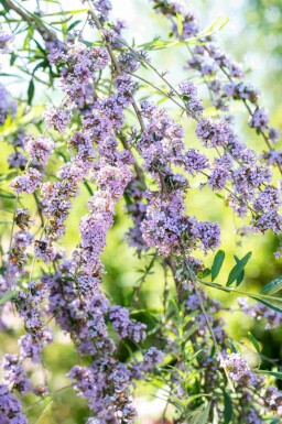 Vlinderstruik Buddleja alternifolia struik Buddleja alternifolia struik