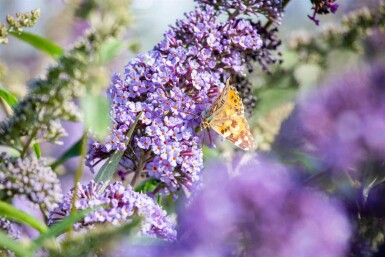 Vlinderstruik Buddleja davidii 'Empire Blue' struik Buddleja davidii 'Empire Blue' struik
