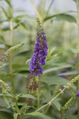 Buddleja davidii 'Empire Blue' struik 45-50 cm