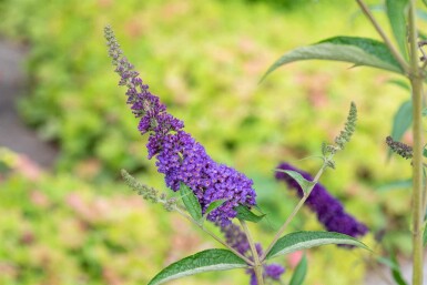 Buddleja davidii 'Empire Blue' struik 45-50 cm