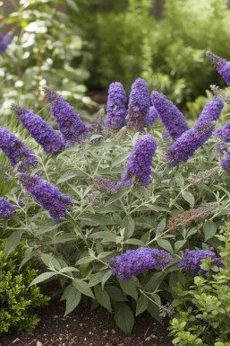 Buddleja davidii 'Free Petite Blue Heaven' struik