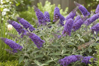 Buddleja davidii 'Free Petite Blue Heaven' struik