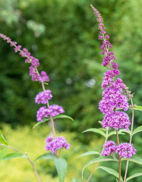 Buddleja davidii 'Ile de France'