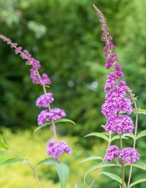 Vlinderstruik Buddleja davidii 'Ile de France' struik Buddleja davidii 'Ile de France' struik
