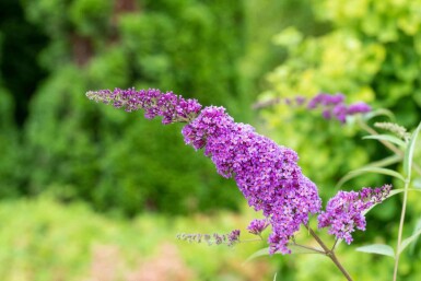 Vlinderstruik Buddleja davidii 'Ile de France' struik Buddleja davidii 'Ile de France' struik