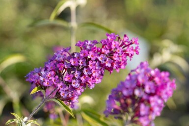 Vlinderstruik Buddleja davidii 'Nanho Purple' struik Buddleja davidii 'Nanho Purple' struik
