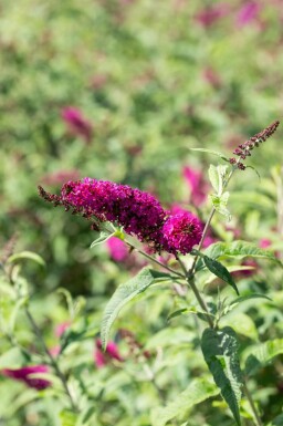 Buddleja 'Miss Ruby'