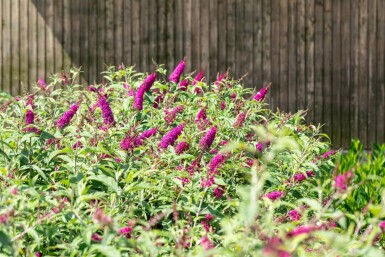 Vlinderstruik Buddleja 'Miss Ruby' struik Buddleja 'Miss Ruby' struik
