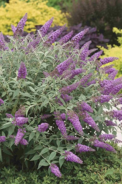 Vlinderstruik Buddleja 'Purple Chip' struik Buddleja 'Purple Chip' struik