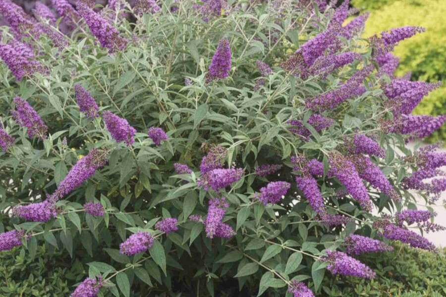 Vlinderstruik Buddleja 'Purple Chip' struik Buddleja 'Purple Chip' struik