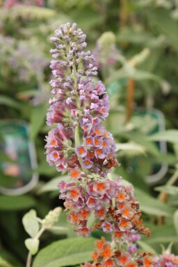 Vlinderstruik Buddleja weyeriana 'Flower Power' struik Buddleja weyeriana 'Flower Power' struik