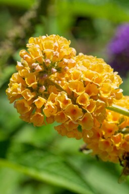 Vlinderstruik Buddleja weyeriana 'Sungold' struik Buddleja weyeriana 'Sungold' struik