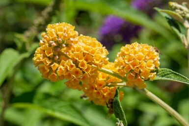 Vlinderstruik Buddleja weyeriana 'Sungold' struik Buddleja weyeriana 'Sungold' struik