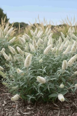 Buddleja 'White Ball' struik