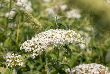 Vlinderstruik Buddleja 'White Chip' struik Buddleja 'White Chip' struik