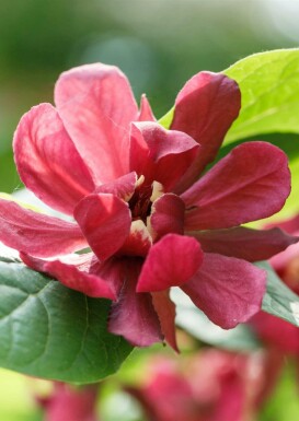 Specerijstruik Calycanthus 'Aphrodite' struik Calycanthus 'Aphrodite' struik