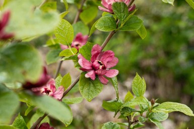 Specerijstruik Calycanthus 'Hartlage Wine' struik Calycanthus 'Hartlage Wine' struik