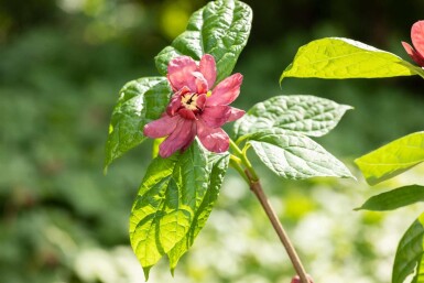 Calycanthus 'Hartlage Wine' struik 40-60 cm