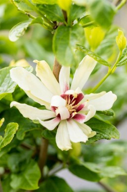 Calycanthus 'Venus'